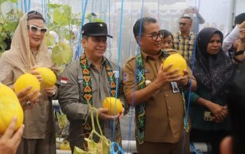 Pj Gubernur Kaltim, Akmal Malik, memimpin panen raya buah melon di Sekolah Menengah Atas Negeri (SMAN) 3 Tenggarong, Kutai Kartanegara.