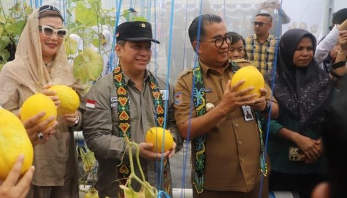 Pj Gubernur Kaltim, Akmal Malik, memimpin panen raya buah melon di Sekolah Menengah Atas Negeri (SMAN) 3 Tenggarong, Kutai Kartanegara.